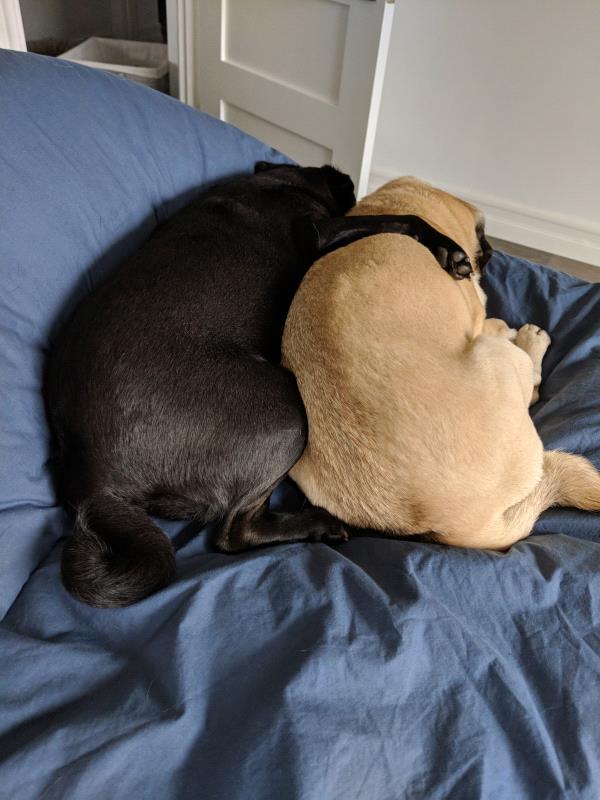 /Images/uploads/PUG NATION RESCUE OF LOS ANGELES/2019pugcalendar/entries/8359thumb.jpg